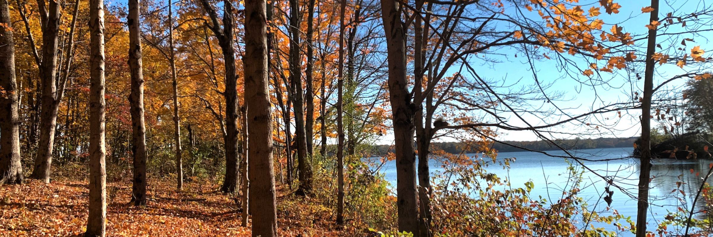 Autumn Squatch 10K, 20K & 50K