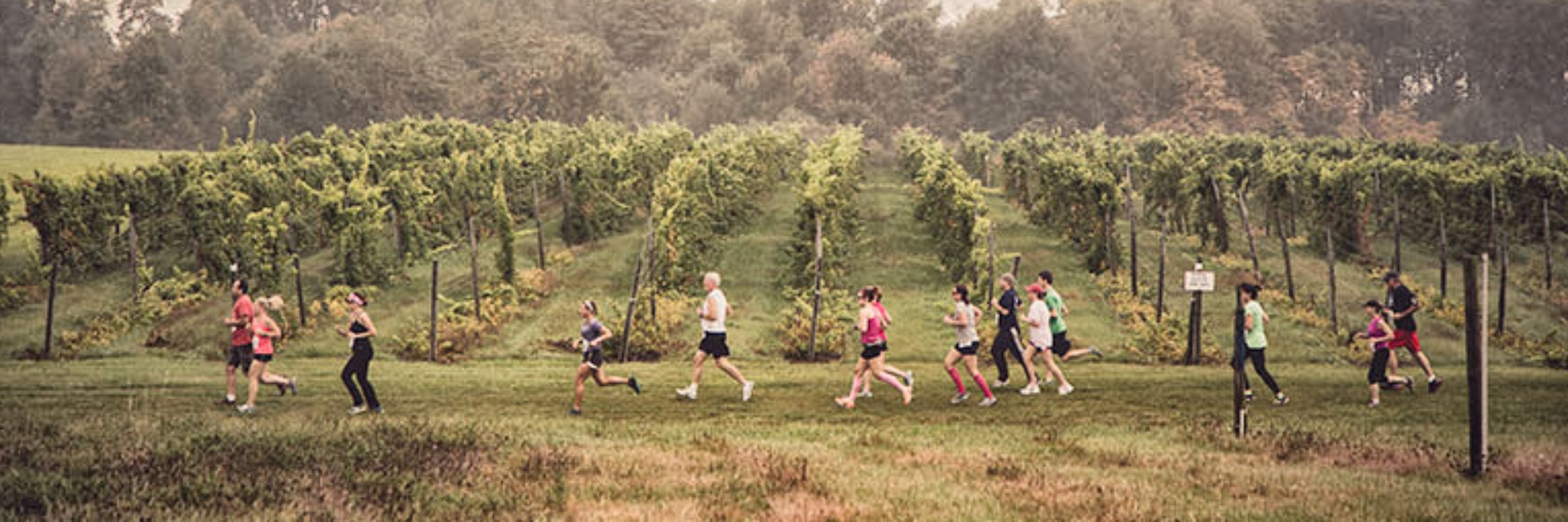 Fenn Valley Vine Wine'd