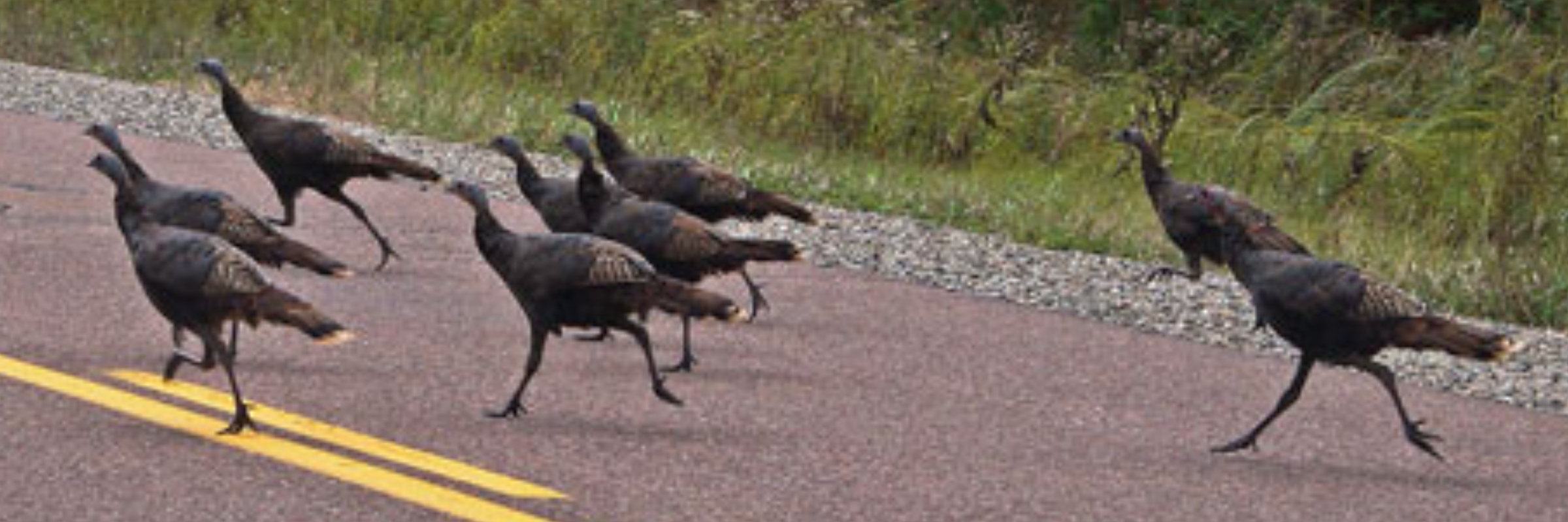 College of the Canyons Turkey Trot