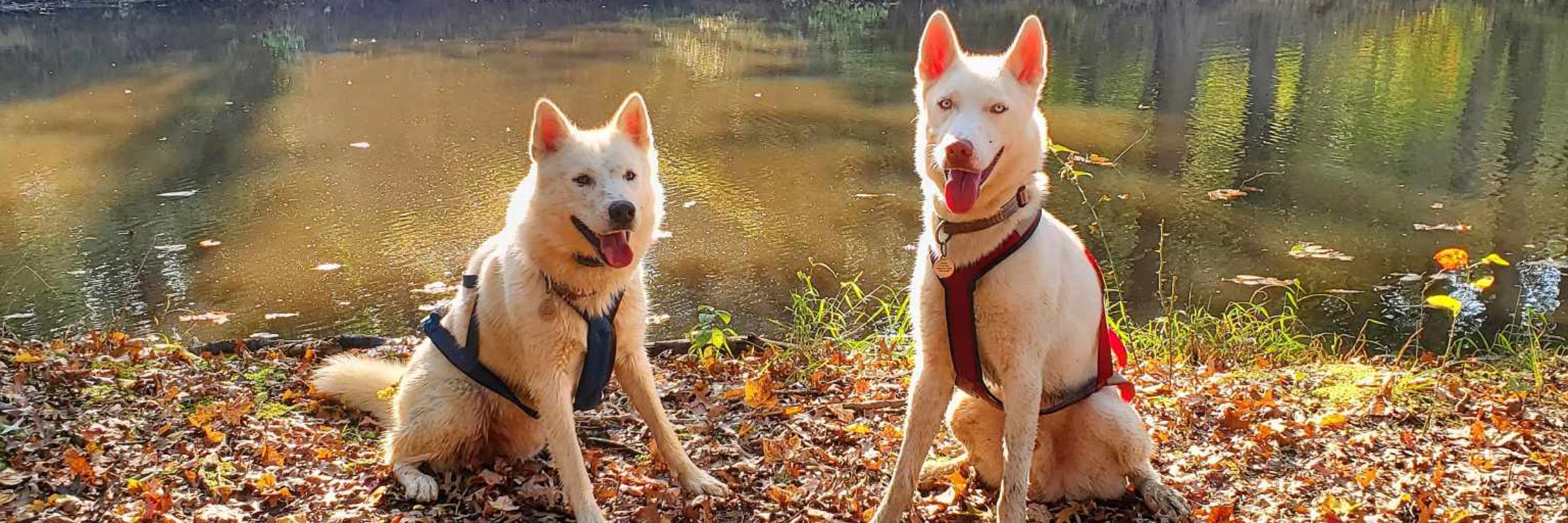 Delaware Canal Dryland Mushing Challenge (By Volancy Dogs) | Canicross & Bikejor