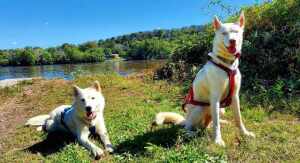 Delaware Canal Dryland Mushing Challenge (By Volancy Dogs) | Canicross & Bikejor logo