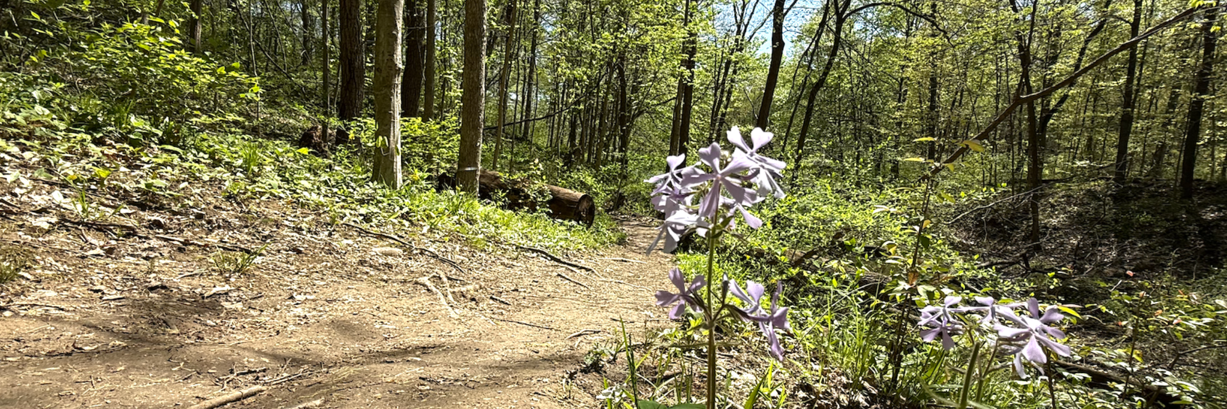 The Hoot Half Marathon & 10k Trail Race