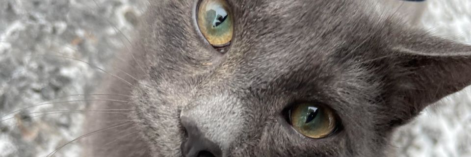 9 Hours for 9 Lives Ultra