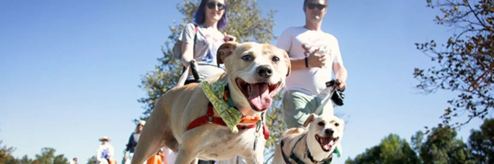 Atlanta 3k Dog Walk and  Festival