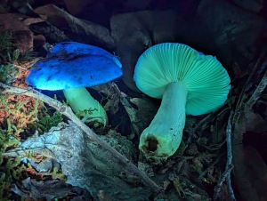 Ultraviolet Mushroom Hunt with Drew Palmer logo
