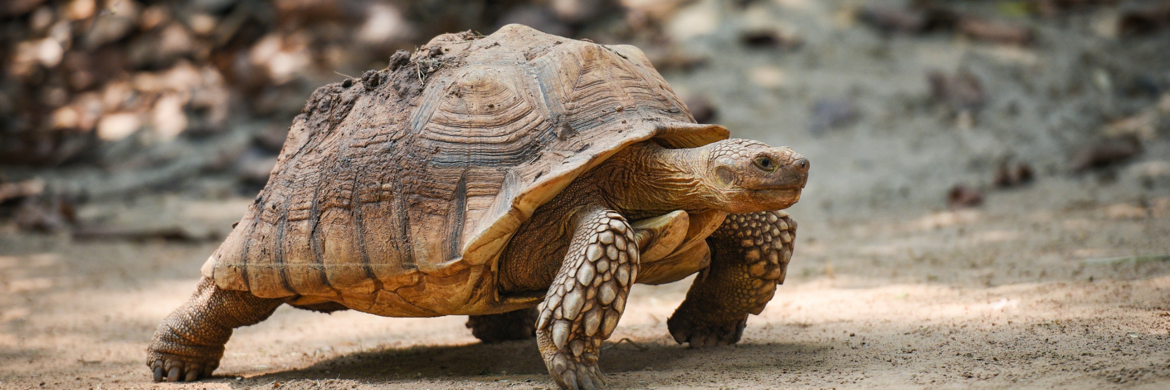 Run Wild Races XII: Run for Tortoises Spring 2026 @ Metro Richmond Zoo