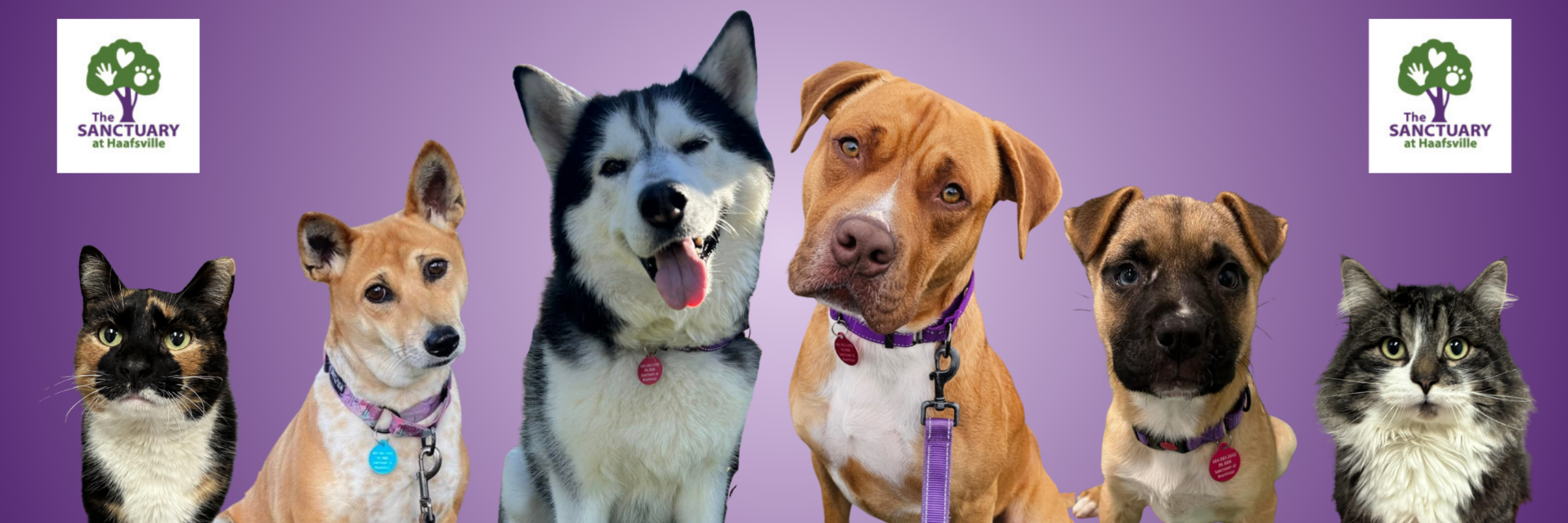 The Fast and Furriest 5k presented by the Sanctuary at Haafsville