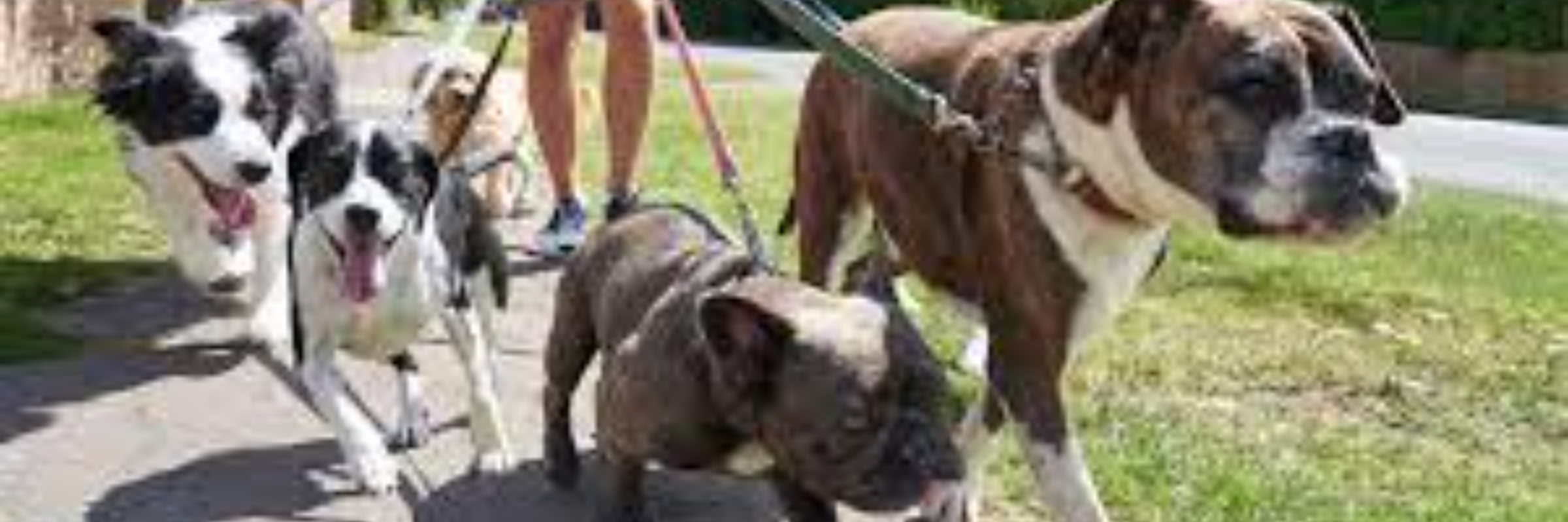 Miles for Mutts