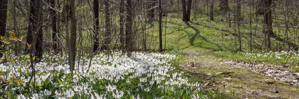 Wildflower Run