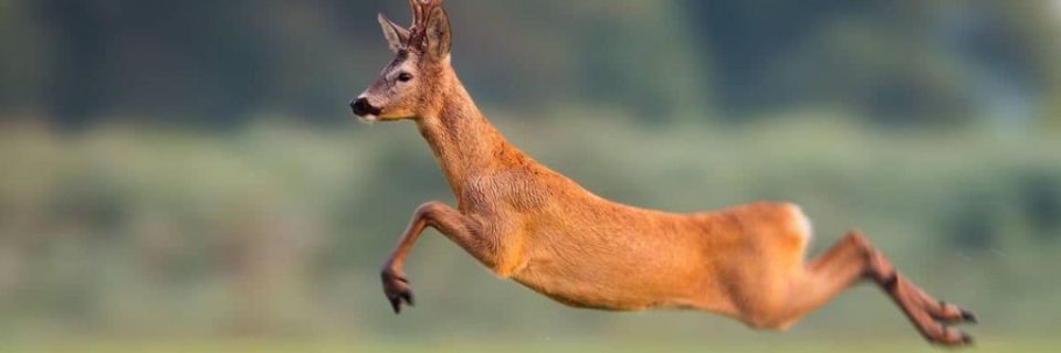 Logan Regional Medical Center Deer Dash 5K/10K