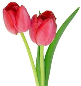 Tulip Trot 2026 logo