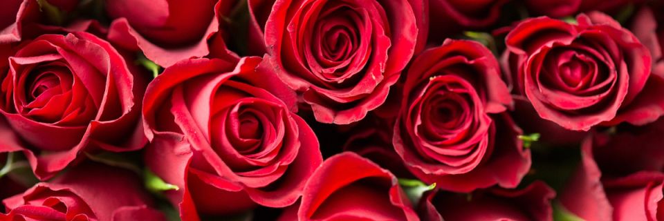 Mother's Day Run for the Roses: Half Marathon, 10K and 5K