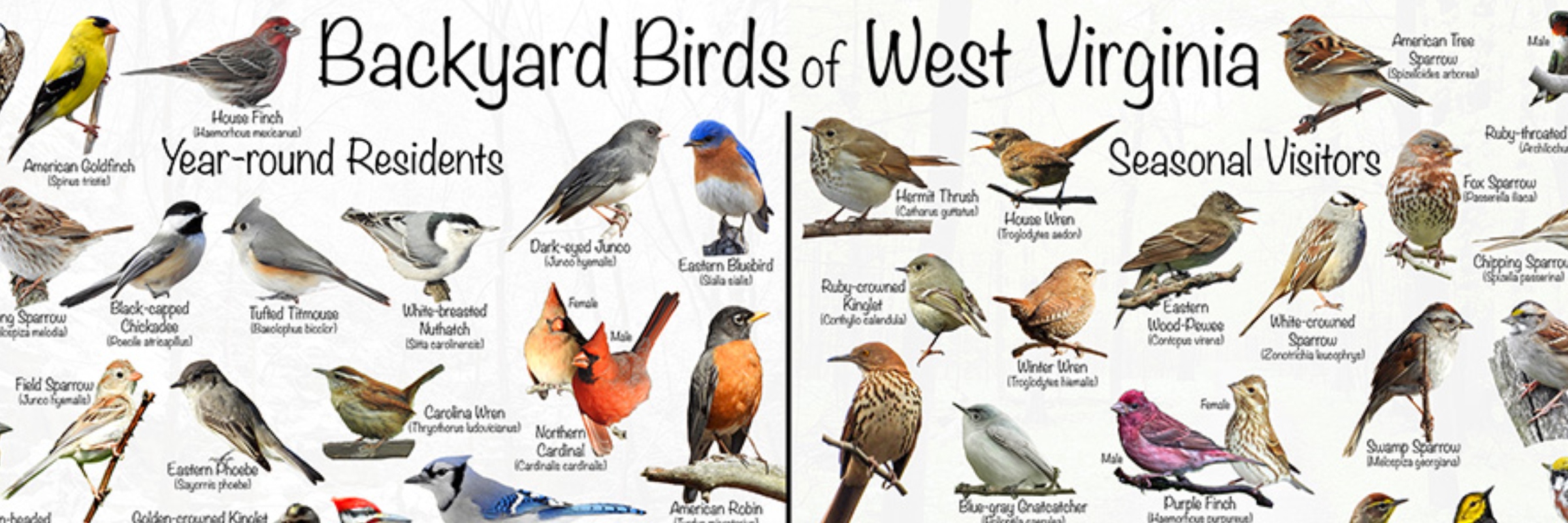Wings & Wander: A Beginner Birding Experience