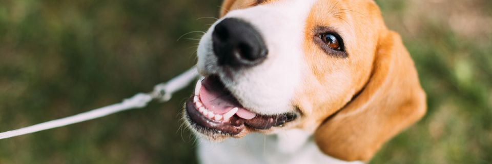 8th Annual SPR Mutt Strut