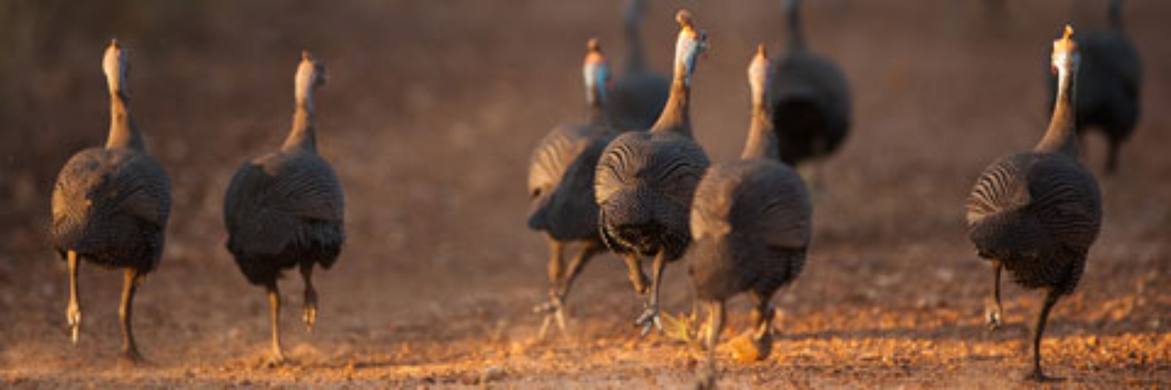 Williamstown Turkey Trot 5K
