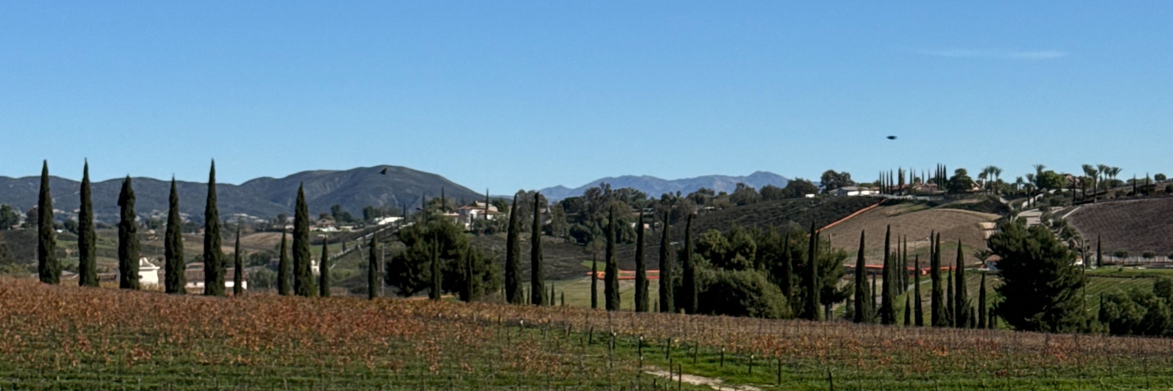 Cycle Through the Vineyards