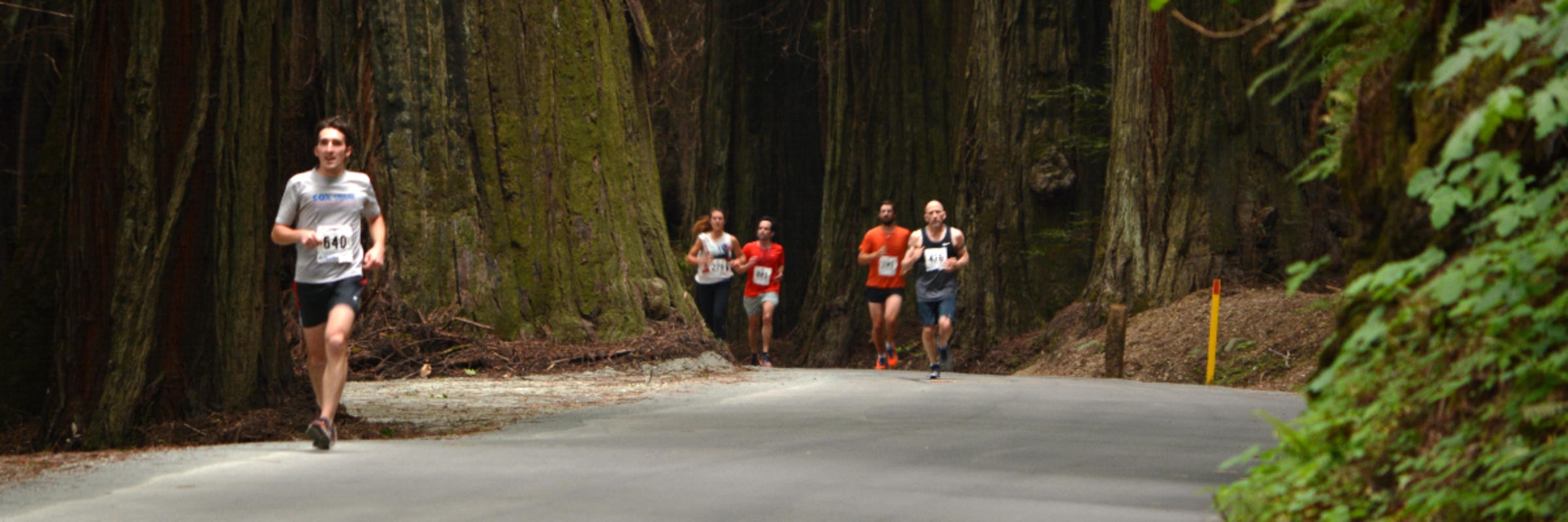 2026 Avenue of the Giants Marathon