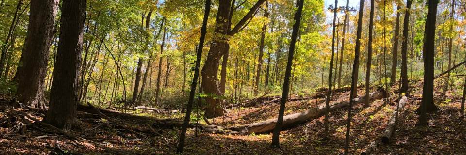 Woldumar Trail Run