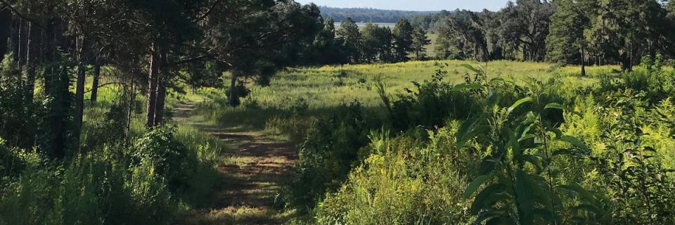 GWTC Pine Run 20K at Tall Timbers