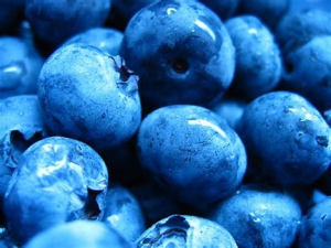 The Machias Blueberry Run: In-Person 5-Mile /1-Mile Fun Run logo