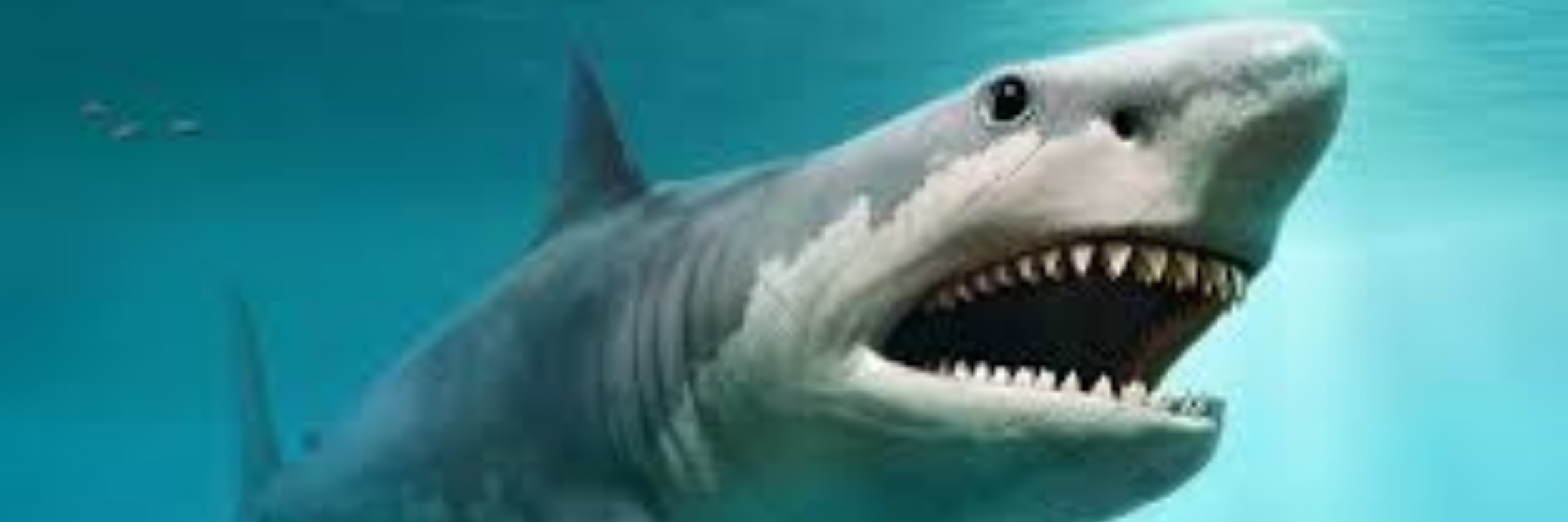 NEW! SHARK EXHIBIT