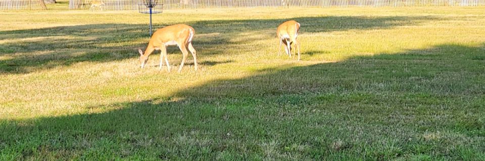 Ocean Parks 5k (Joe Palaia Park)