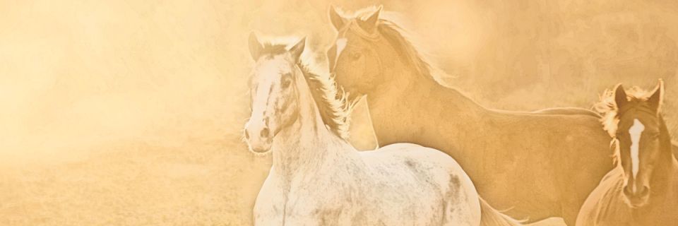 WARHORSE 100 Mile Challenge