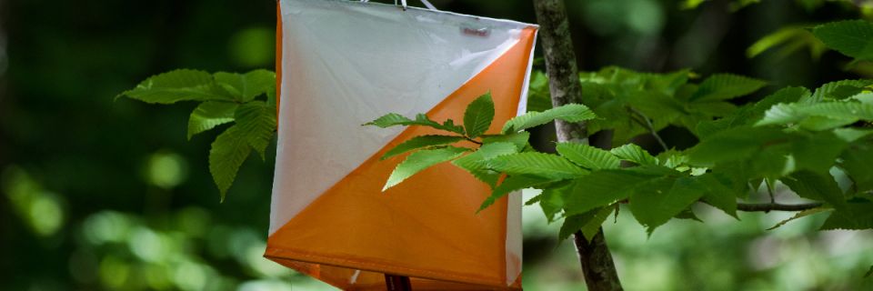 Maine Summer Adventure Race: 8-Hour