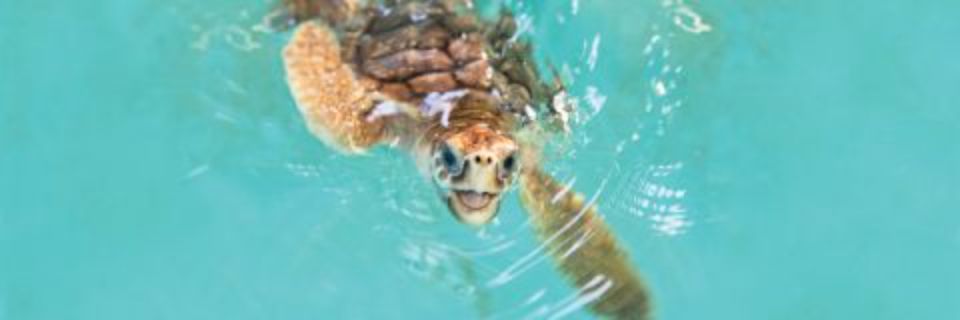 Turtle Crawl 2027