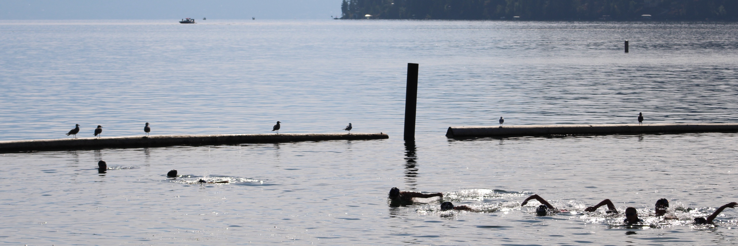 Shark Attack Open Water Swim 2026