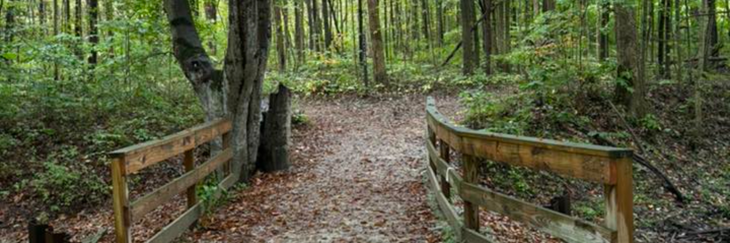 Beginner's Trail Running Clinic