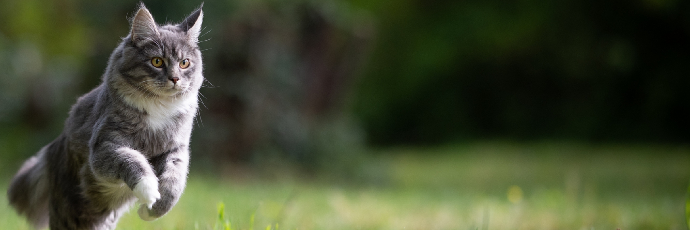 Strides for Paws Virtual 5K Walk/Run 2026