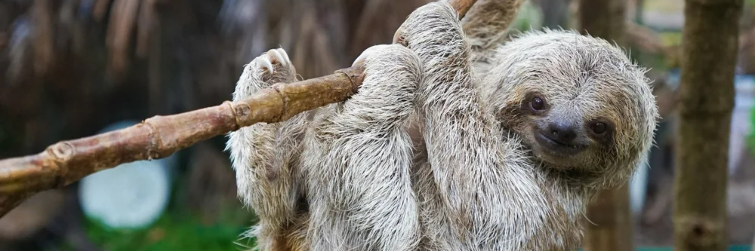Run Wild Races XIII: Sloth Run Fall 2026 @ the Metro Richmond Zoo