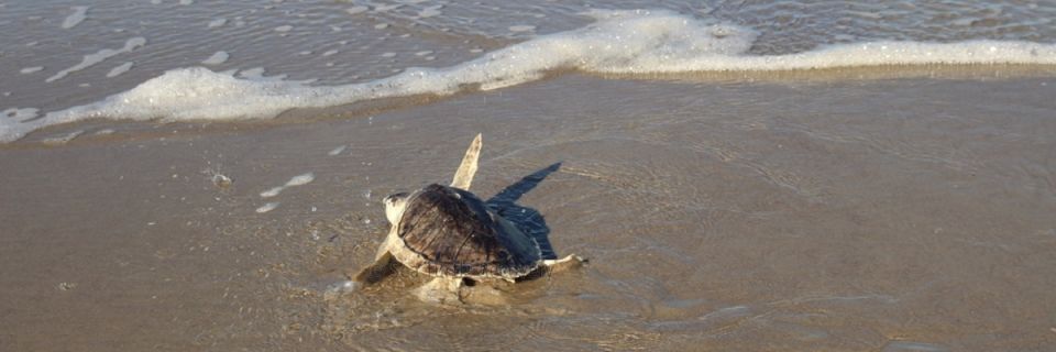 Sea Turtle Race: Cold Stun Run