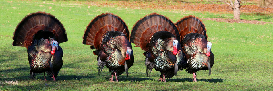 Galveston Island Turkey Trot